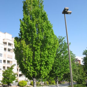 Acer freemanii Armstrong