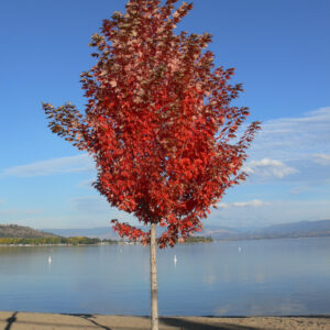Acer freemanii Autumn Blaze®