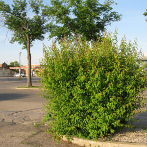 Acer ginnala