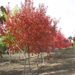 Acer ginnala Flame
