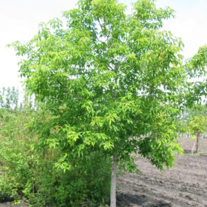 Acer negundo Hulk™