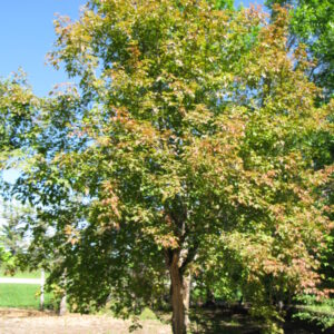 Acer negundo Sensation