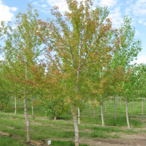 Acer negundo Trailblazer™