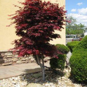 Acer palmatum Emperor One