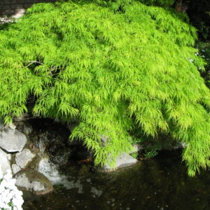 Acer palmatum dis. Viridis
