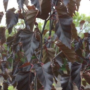 Betula Purple Treasure