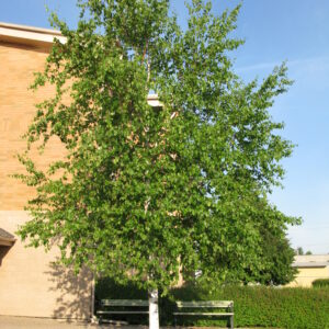 Betula papyrifera