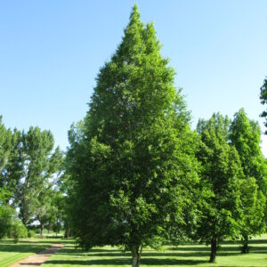 Betula papyrifera Chickadee