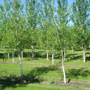 Betula papyrifera Prairie Dream®