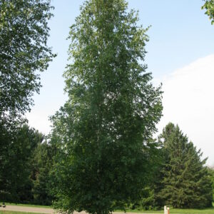 Betula platyphylla Dakota Pinnacle®