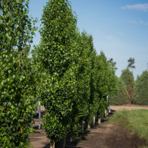 Betula platyphylla Parkland Pillar® (FE)