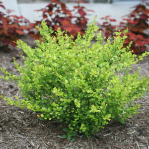 Betula x plettkei Cesky Gold® (PW)