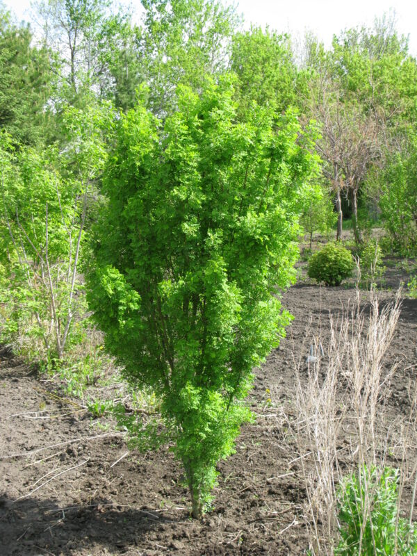 Caragana arborescens Green Spire - Image 3
