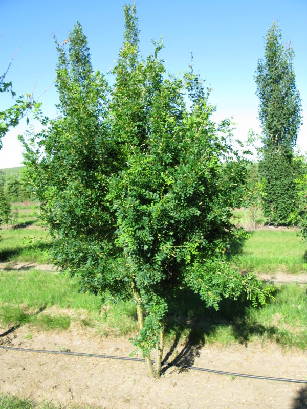 Caragana arborescens Green Spire - Image 4