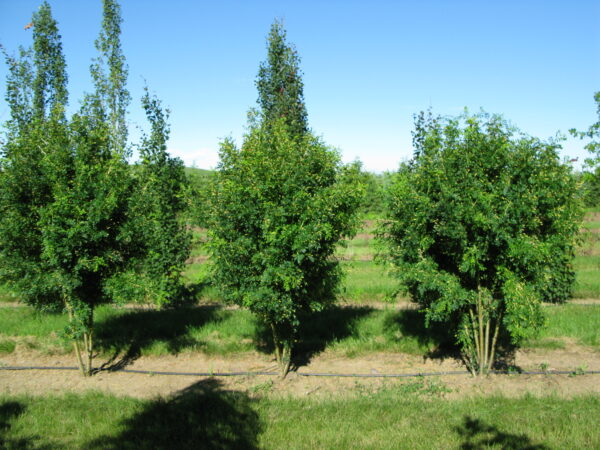 Caragana arborescens Green Spire - Image 2
