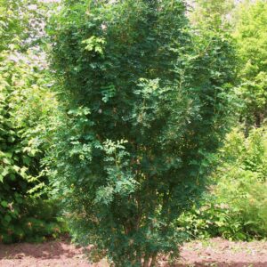 Caragana arborescens Green Spire