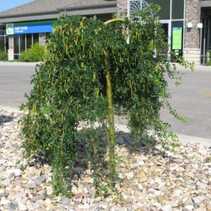 Caragana arborescens Pendula