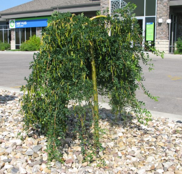 Caragana arborescens Pendula
