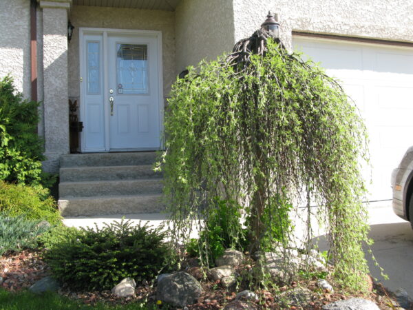 Caragana arborescens Pendula - Image 2