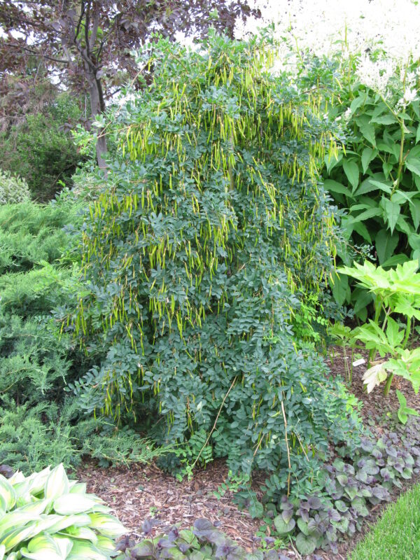 Caragana arborescens Pendula - Image 5