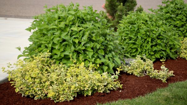 Cornus stolonifera Arctic Fire® Red (PW) - Image 3