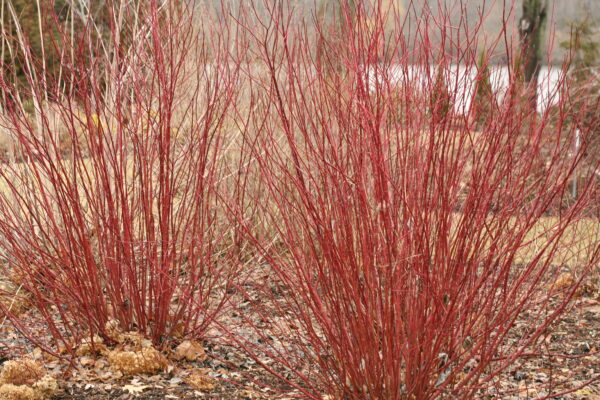 Cornus stolonifera Arctic Fire® Red (PW) - Image 6