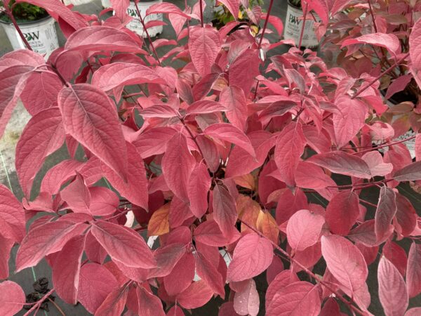 Cornus stolonifera Arctic Fire® Red (PW) - Image 5