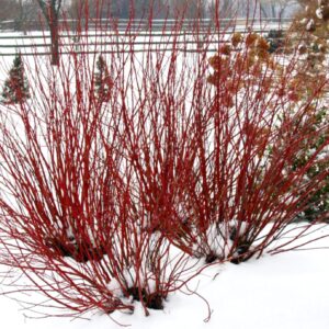 Cornus stolonifera Arctic Fire® Red (PW)