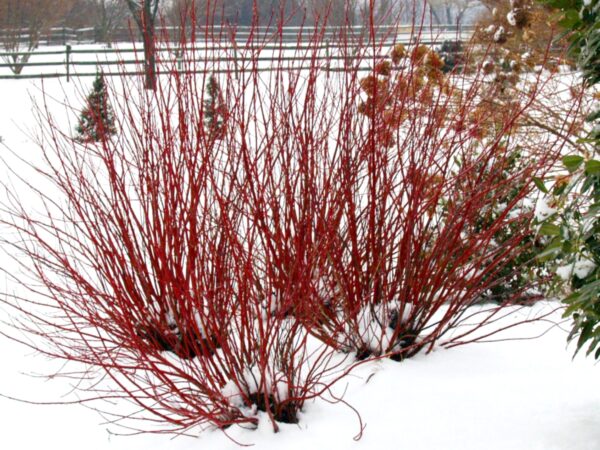 Cornus stolonifera Arctic Fire® Red (PW)