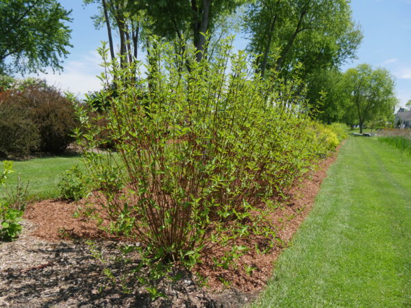 Cornus stolonifera Arctic Fire® Red (PW) - Image 2