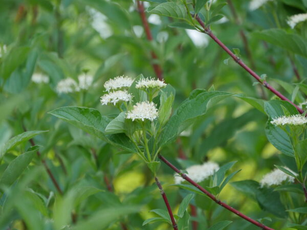 Cornus stolonifera Arctic Fire® Red (PW) - Image 4