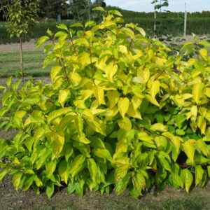Cornus alba Neon Burst™ (FE)
