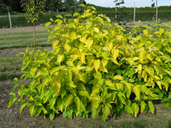 Cornus alba Neon Burst™ (FE)