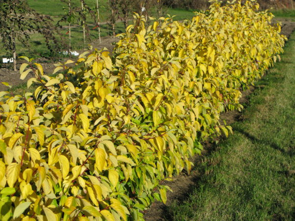 Cornus alba Neon Burst™ (FE) - Image 3