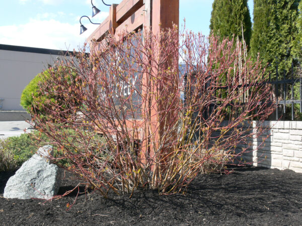 Cornus alba Neon Burst™ (FE) - Image 5