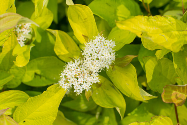 Cornus alba Neon Burst™ (FE) - Image 4