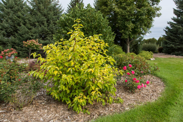 Cornus alba Neon Burst™ (FE) - Image 2