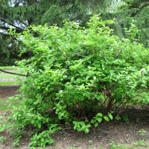 Cornus alba Sibirica