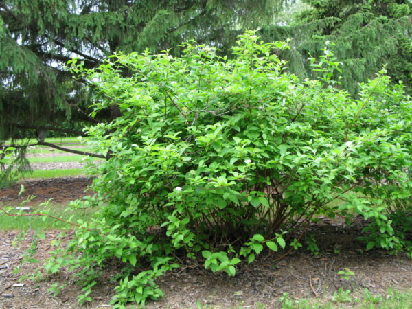 Cornus alba Sibirica