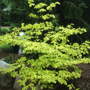 Cornus alternifolia Golden Shadows® (PW)