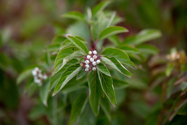 Cornus sericea Firedance™ (FE) - Image 3