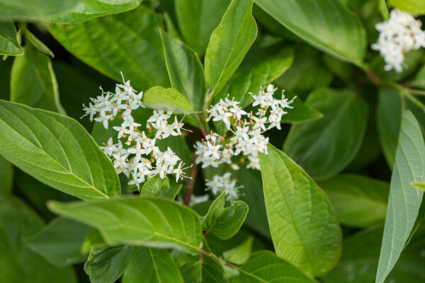 Cornus sericea Firedance™ (FE) - Image 4