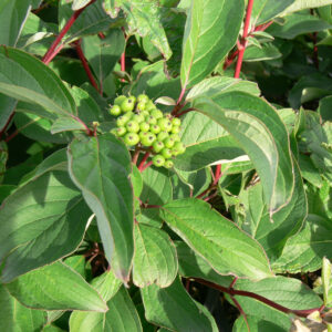 Cornus sericea