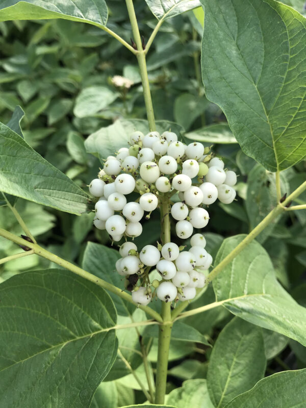 Cornus stolonifera Arctic Fire® Yellow (PW) - Image 3