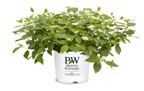 Cornus stolonifera Arctic Fire® Yellow (PW) - Image 5
