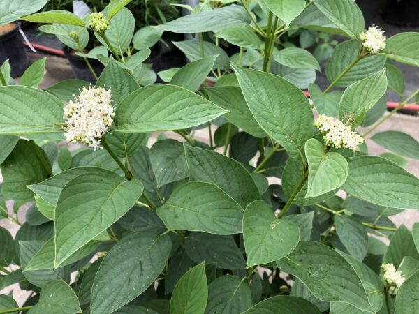 Cornus stolonifera Arctic Fire® Yellow (PW) - Image 2