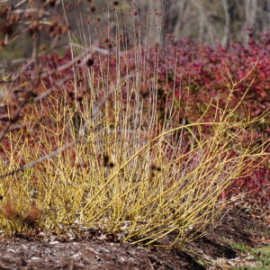 Cornus stolonifera Arctic Fire® Yellow (PW)