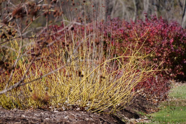 Cornus stolonifera Arctic Fire® Yellow (PW)