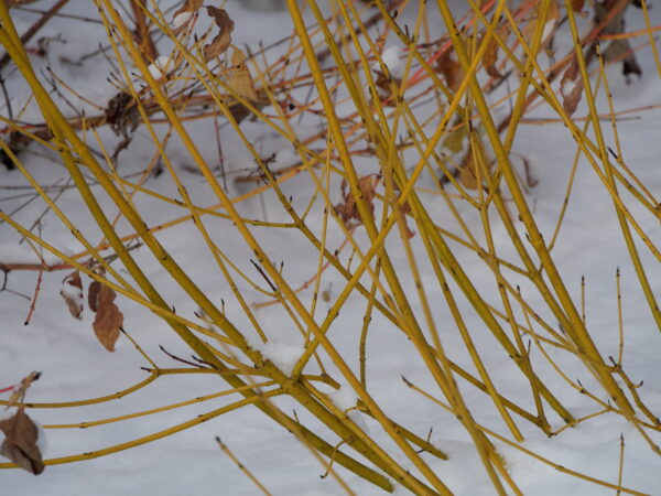 Cornus stolonifera Arctic Fire® Yellow (PW) - Image 4