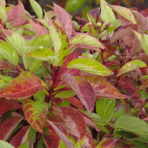 Cornus sericea Firedance™ (FE)